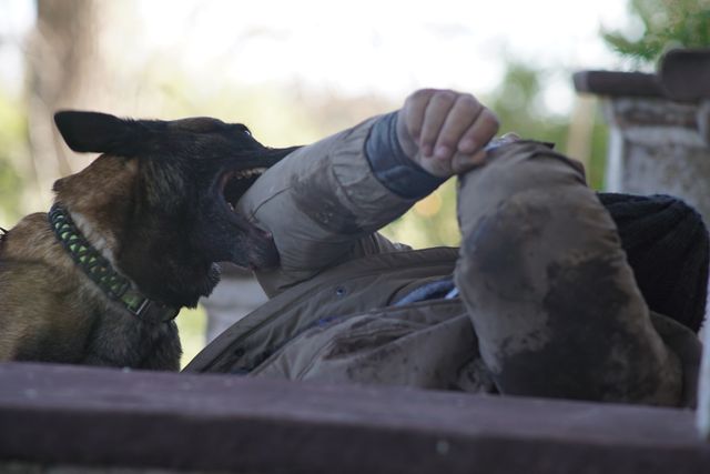 『VS狂犬』『ココディ・ココダ』ポスター＆場面写真（7枚目）