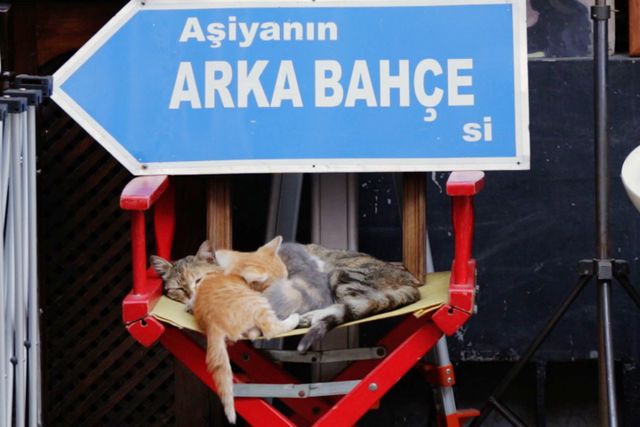 「猫の街」イスタンブールで暮らす“幸福”な猫たち（8枚目）