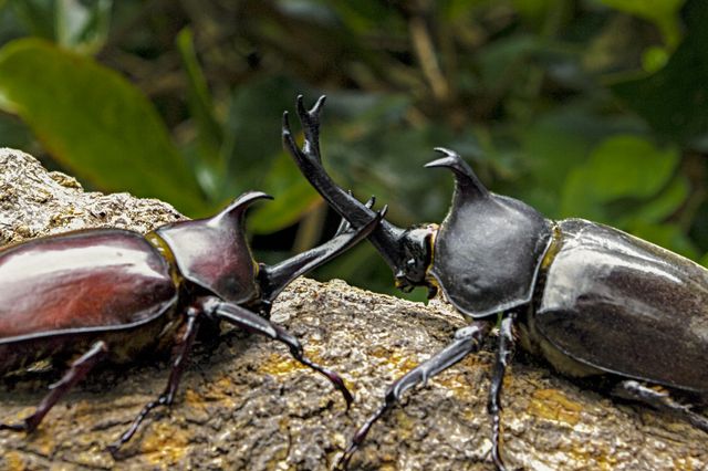 福山雅治の名曲が主題歌に アリの視点で昆虫の生態に迫ったネイチャードキュメンタリー シネマトゥデイ