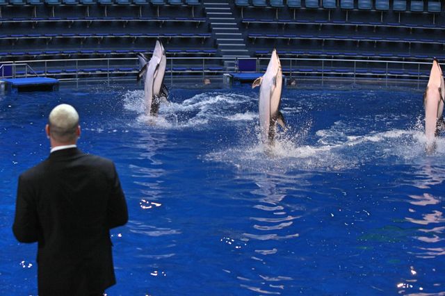 関口メンディー＆LiLiCo、イルカにメロメロ！映画『アクアマン』ジャパンプレミア（4枚目）