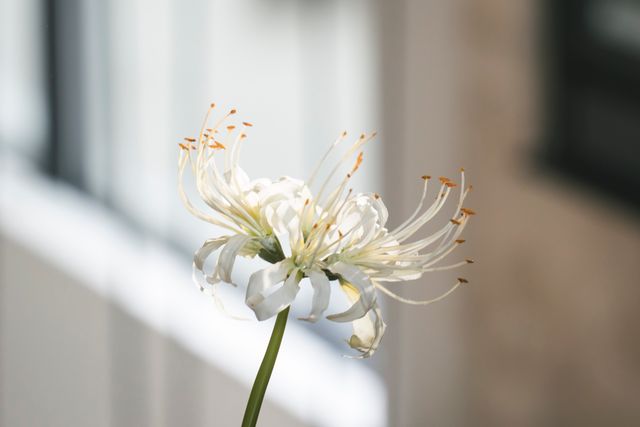 永瀬廉×吉川愛W主演『鬼の花嫁』場面写真ほか（3枚目）