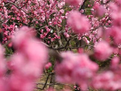 古勝が福島の魅力の一つに挙げた桃の花