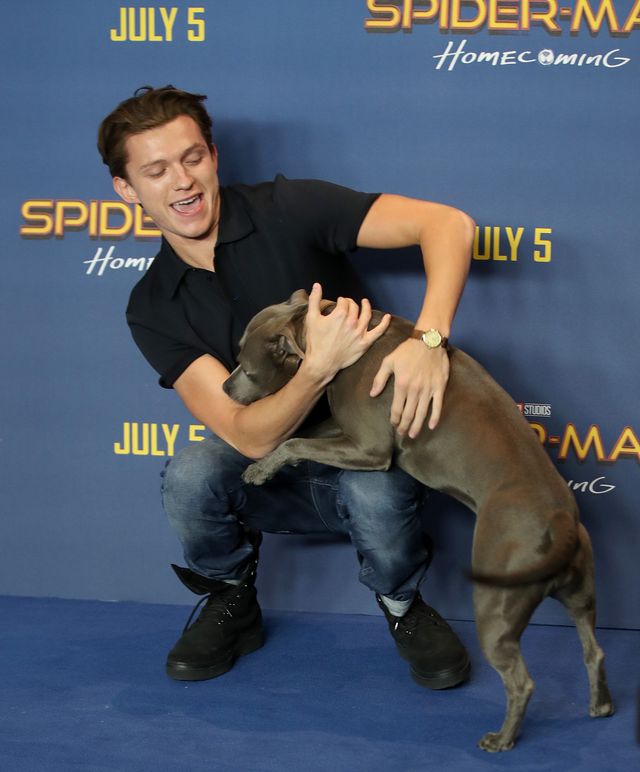 スパイダーマンで大人気！陽気なイケメン俳優トム・ホランド画像集【全10枚】（5枚目）