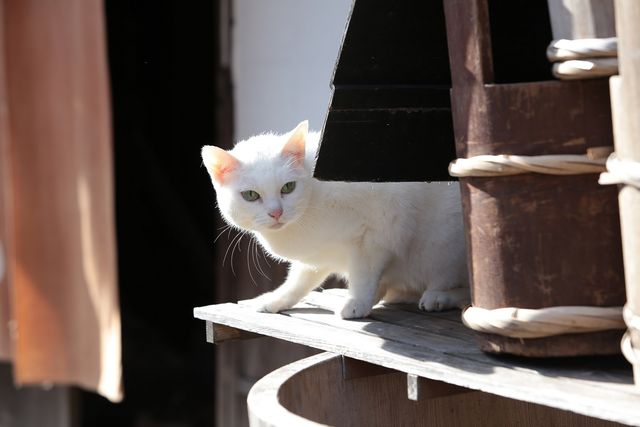 玉之丞のルーツが明らかに！「猫侍　玉之丞、江戸へ行く」ギャラリー：フォトギャラリー