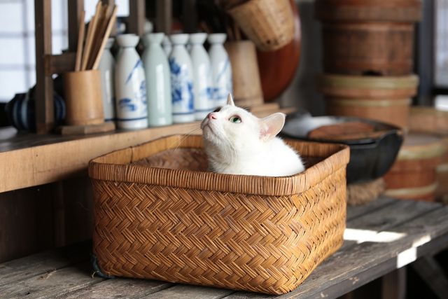 玉之丞のルーツが明らかに！「猫侍　玉之丞、江戸へ行く」ギャラリー（2枚目）