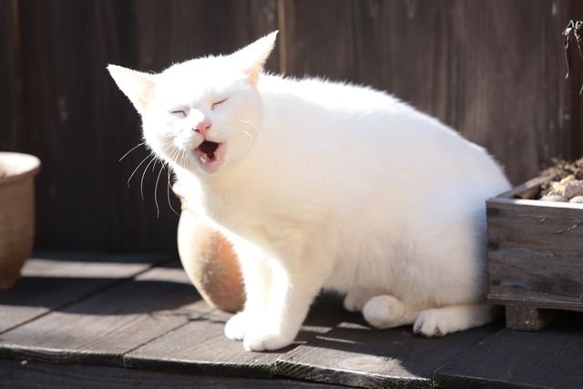 玉之丞のルーツが明らかに！「猫侍　玉之丞、江戸へ行く」ギャラリー（4枚目）