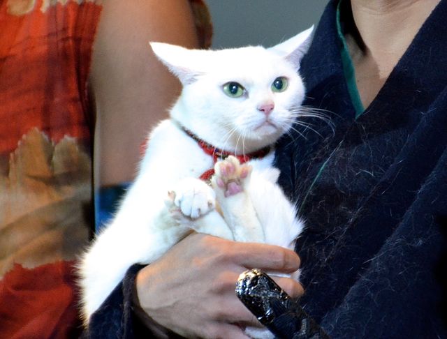 もふもふは正義！スター猫・あなご出演の『猫侍　南の島へ行く』完成披露イベントフォトギャラリー（3枚目）