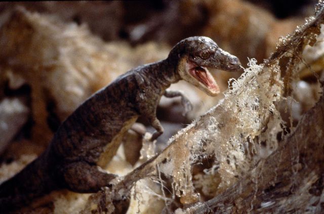 クッパ役は名優デニス・ホッパー！カルト実写『スーパーマリオ／魔界帝国の女神』4Kレストア版場面写真（10枚目）