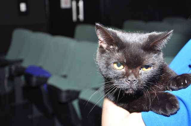 もふもふにゃんこがお見送り『猫侍　南の島へ行く』ヒット記念ティーチインイベントフォトギャラリー：フォトギャラリー