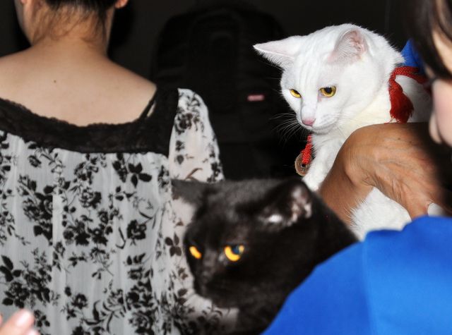 もふもふにゃんこがお見送り『猫侍　南の島へ行く』ヒット記念ティーチインイベントフォトギャラリー（2枚目）