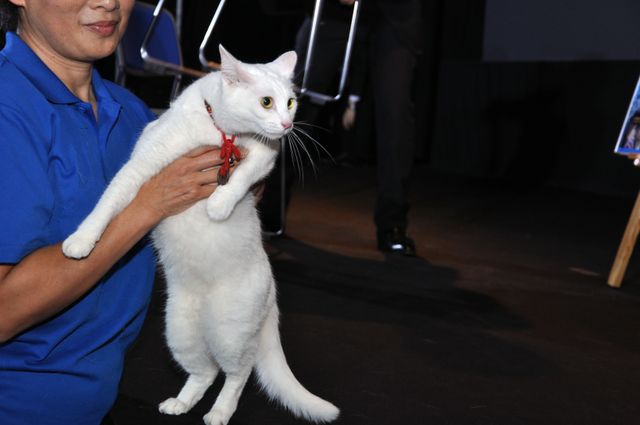 もふもふにゃんこがお見送り『猫侍　南の島へ行く』ヒット記念ティーチインイベントフォトギャラリー（4枚目）