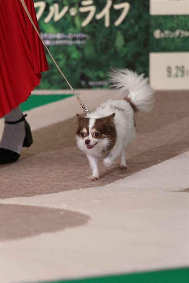 わんちゃんも佐々木希が大好き！映画『僕のワンダフル・ライフ』公開直前ワンダフル・ショーイベント（5枚目）