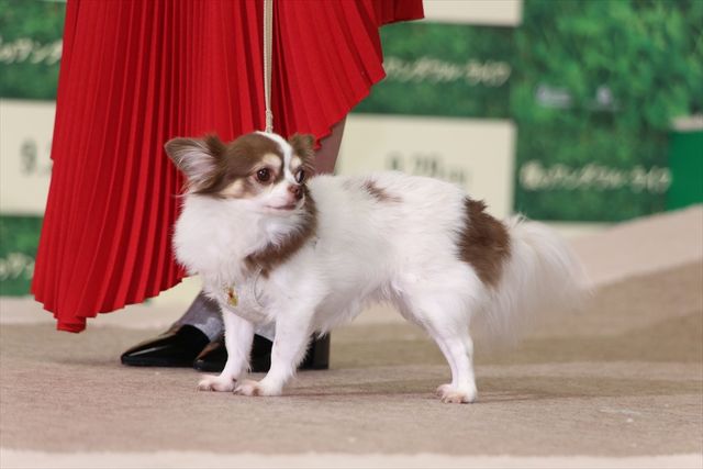 わんちゃんも佐々木希が大好き！映画『僕のワンダフル・ライフ』公開直前ワンダフル・ショーイベント（7枚目）