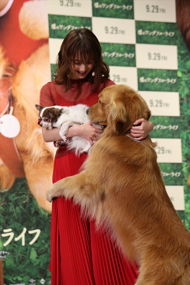 わんちゃんも佐々木希が大好き！映画『僕のワンダフル・ライフ』公開直前ワンダフル・ショーイベント（12枚目）
