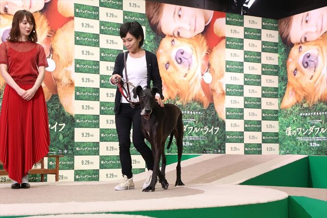 わんちゃんも佐々木希が大好き！映画『僕のワンダフル・ライフ』公開直前ワンダフル・ショーイベント（17枚目）