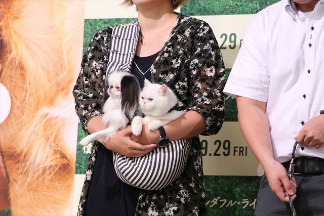 わんちゃんも佐々木希が大好き！映画『僕のワンダフル・ライフ』公開直前ワンダフル・ショーイベント（19枚目）