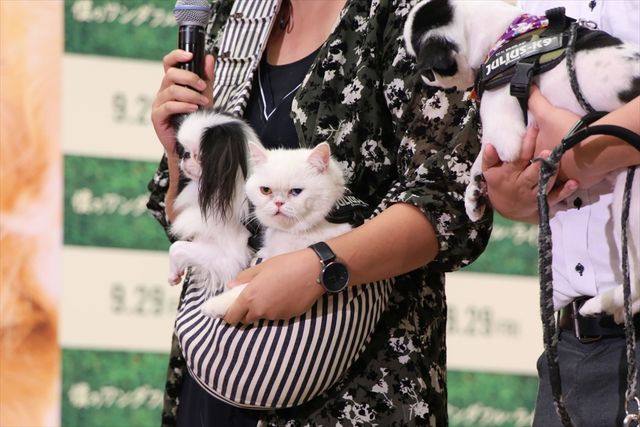 わんちゃんも佐々木希が大好き！映画『僕のワンダフル・ライフ』公開直前ワンダフル・ショーイベント（20枚目）