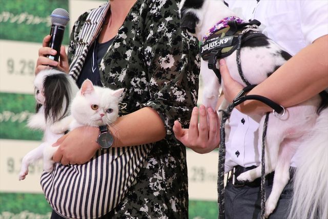 わんちゃんも佐々木希が大好き！映画『僕のワンダフル・ライフ』公開直前ワンダフル・ショーイベント（22枚目）