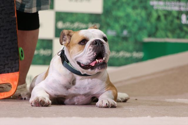 わんちゃんも佐々木希が大好き！映画『僕のワンダフル・ライフ』公開直前ワンダフル・ショーイベント（25枚目）