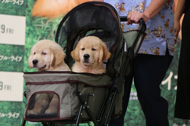 わんちゃんも佐々木希が大好き！映画『僕のワンダフル・ライフ』公開直前ワンダフル・ショーイベント（29枚目）