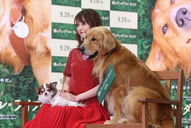 わんちゃんも佐々木希が大好き！映画『僕のワンダフル・ライフ』公開直前ワンダフル・ショーイベント（32枚目）