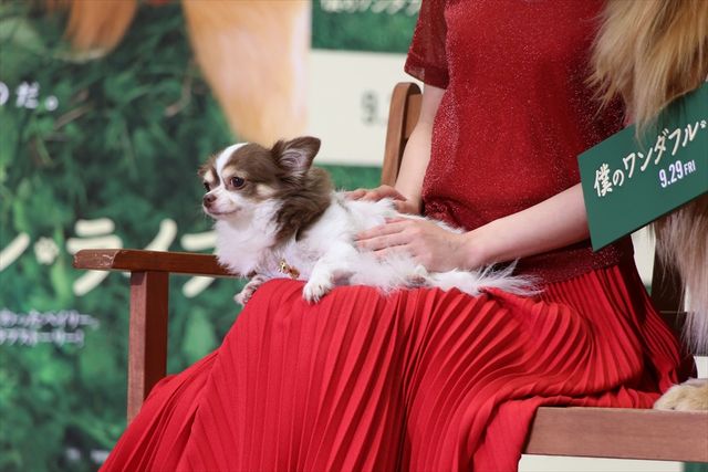 わんちゃんも佐々木希が大好き！映画『僕のワンダフル・ライフ』公開直前ワンダフル・ショーイベント（33枚目）