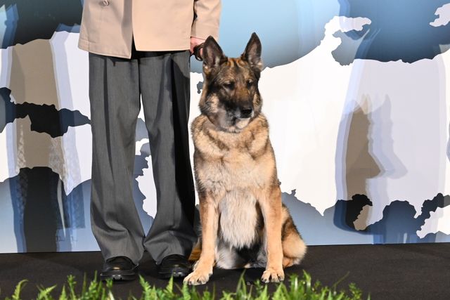 愛犬家勢ぞろい！高橋文哉、西野七瀬、伊藤健太郎ら『少年と犬』完成披露（32枚目）