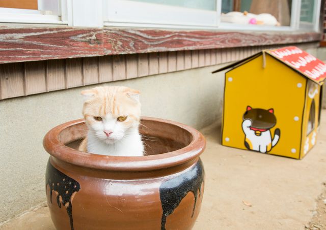 アイドルねこ大集合！実写「ねこあつめ」追加キャット ギャラリー：フォトギャラリー