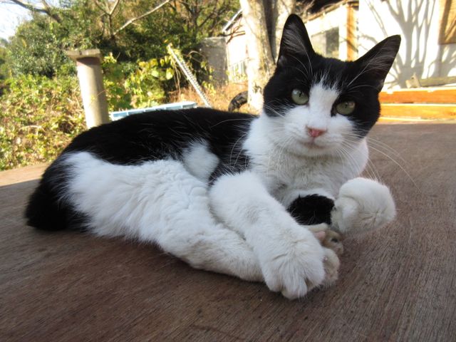 アイドルねこ大集合！実写「ねこあつめ」追加キャット ギャラリー（5枚目）