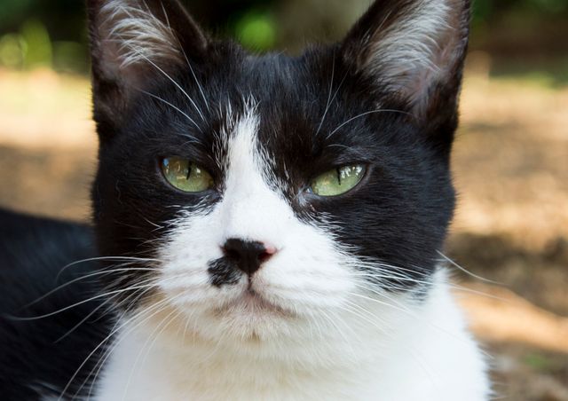 アイドルねこ大集合！実写「ねこあつめ」追加キャット ギャラリー（6枚目）