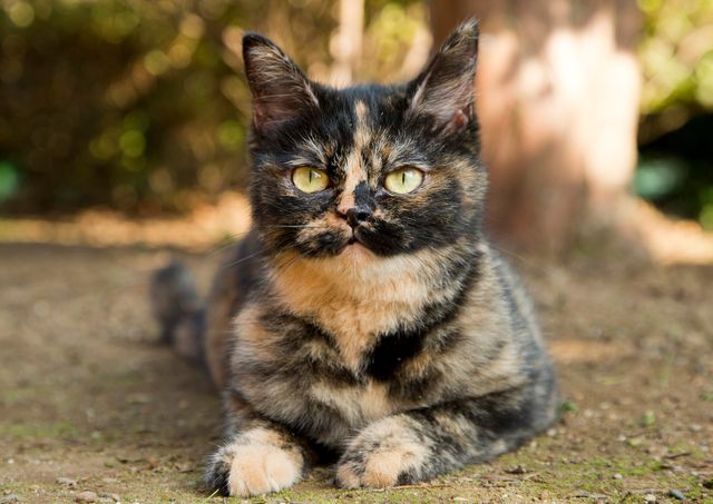 アイドルねこ大集合！実写「ねこあつめ」追加キャット ギャラリー（7枚目）