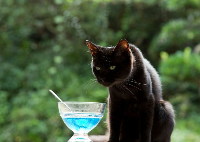 アイドルねこ大集合！実写「ねこあつめ」追加キャット ギャラリー（8枚目）