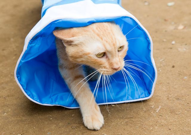 アイドルねこ大集合！実写「ねこあつめ」追加キャット ギャラリー（9枚目）