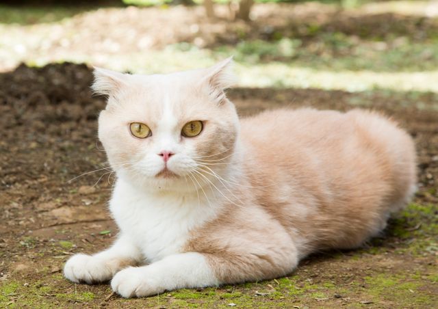 アイドルねこ大集合！実写「ねこあつめ」追加キャット ギャラリー（10枚目）