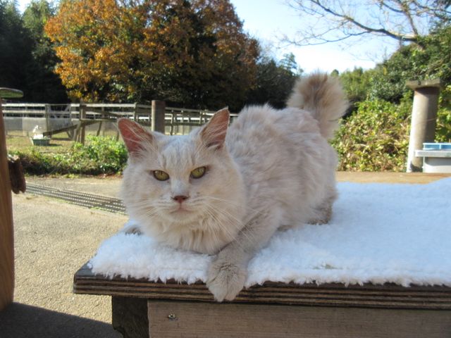 アイドルねこ大集合！実写「ねこあつめ」追加キャット ギャラリー（11枚目）