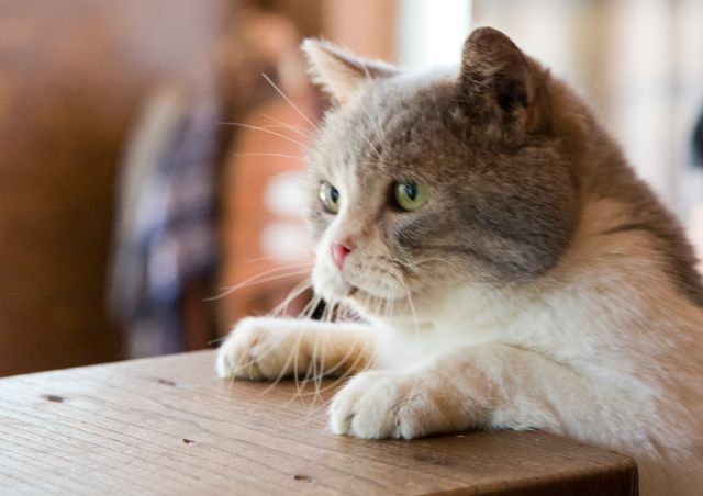 アイドルねこ大集合！実写「ねこあつめ」追加キャット ギャラリー（12枚目）