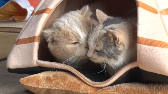 猫パラダイス!『ねこあつめの家』出演キャット秘蔵写真100点:フォトギャラリー