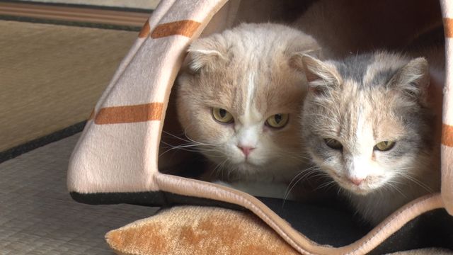 猫パラダイス！『ねこあつめの家』出演キャット秘蔵写真100点（2枚目）