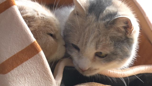 猫パラダイス！『ねこあつめの家』出演キャット秘蔵写真100点（3枚目）