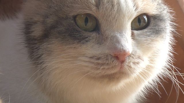 猫パラダイス！『ねこあつめの家』出演キャット秘蔵写真100点（4枚目）