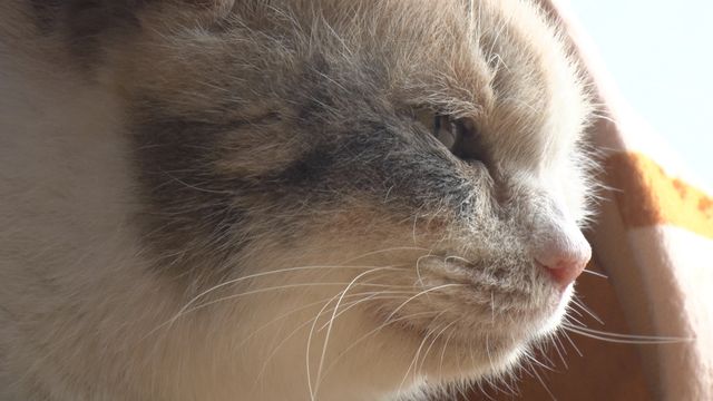 猫パラダイス！『ねこあつめの家』出演キャット秘蔵写真100点（5枚目）