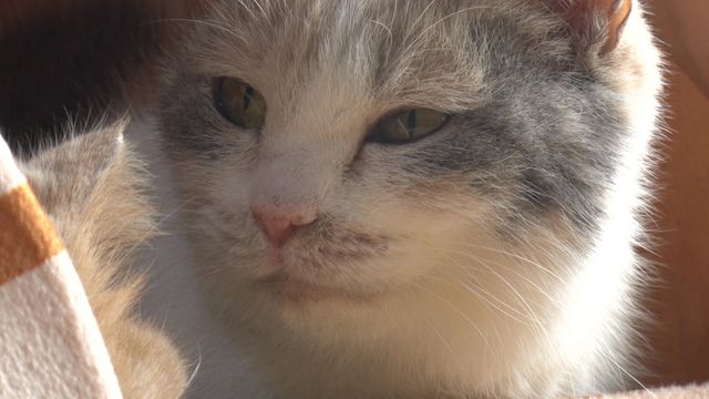 猫パラダイス！『ねこあつめの家』出演キャット秘蔵写真100点（6枚目）