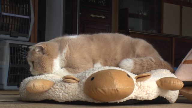 猫パラダイス！『ねこあつめの家』出演キャット秘蔵写真100点（7枚目）