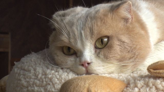 猫パラダイス！『ねこあつめの家』出演キャット秘蔵写真100点（9枚目）