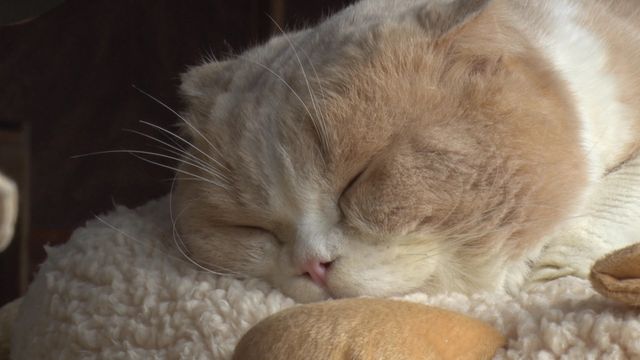 猫パラダイス！『ねこあつめの家』出演キャット秘蔵写真100点（10枚目）