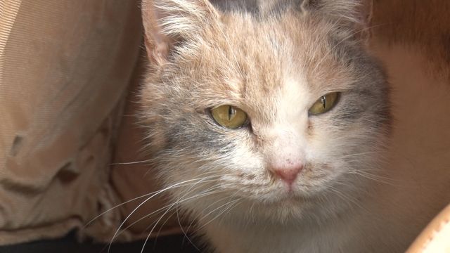 猫パラダイス！『ねこあつめの家』出演キャット秘蔵写真100点（11枚目）