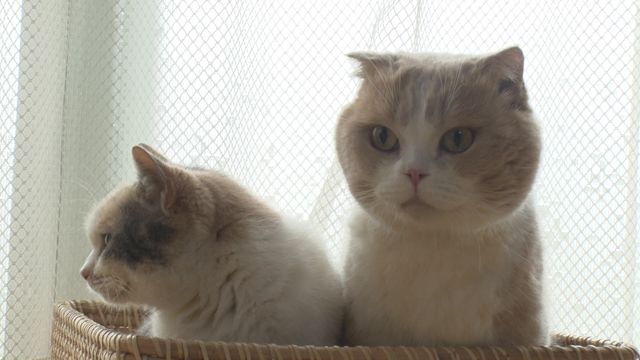 猫パラダイス！『ねこあつめの家』出演キャット秘蔵写真100点（12枚目）