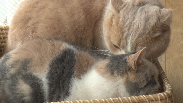 猫パラダイス！『ねこあつめの家』出演キャット秘蔵写真100点（13枚目）