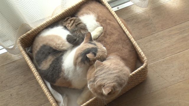 猫パラダイス！『ねこあつめの家』出演キャット秘蔵写真100点（14枚目）