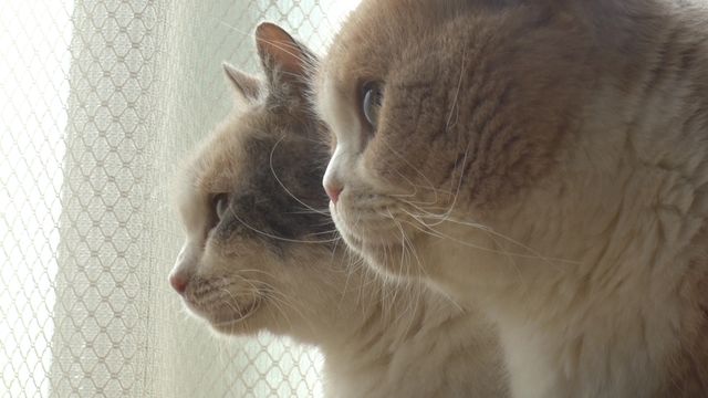 猫パラダイス！『ねこあつめの家』出演キャット秘蔵写真100点（15枚目）